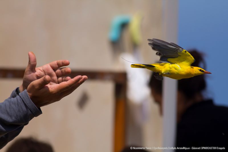 Μεταναστευτικά πουλιά υπό στενή παρακολούθηση